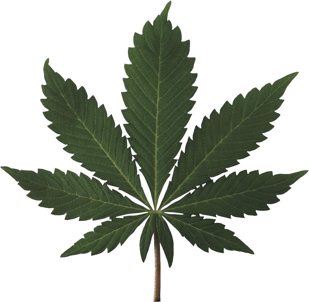 Cannabis PNG     图片编号:31972