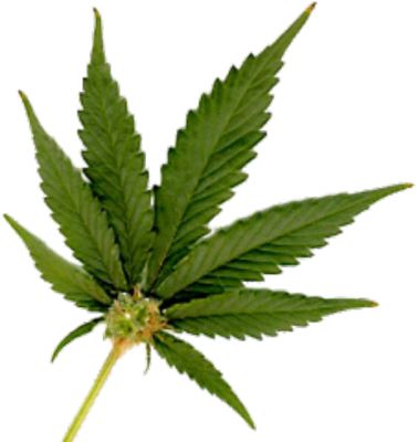 Cannabis PNG     图片编号:32026