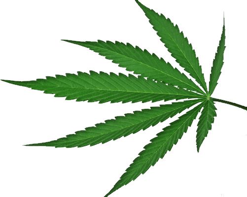 Cannabis PNG     图片编号:32028