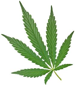 Cannabis PNG     图片编号:32030