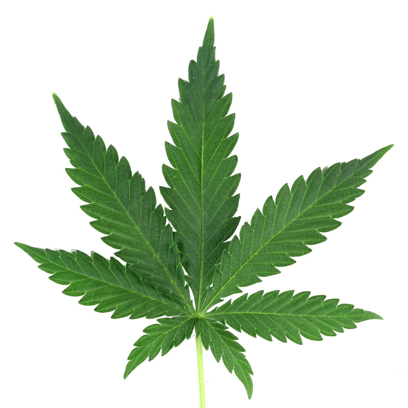 Cannabis PNG     图片编号:32031