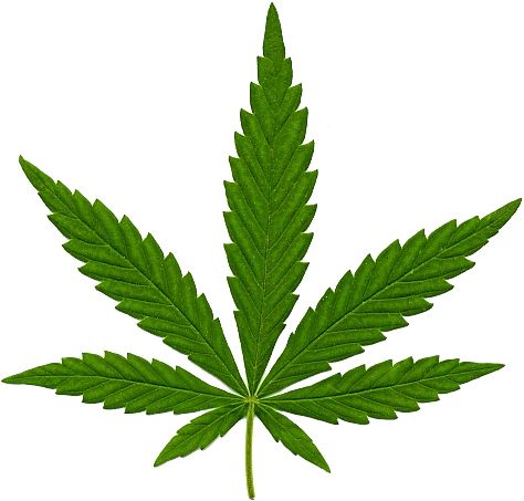 Cannabis PNG     图片编号:31973