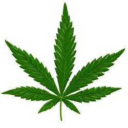 Cannabis PNG     图片编号:32041