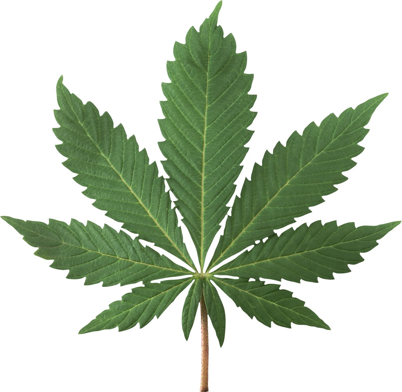 Cannabis PNG     图片编号:31974