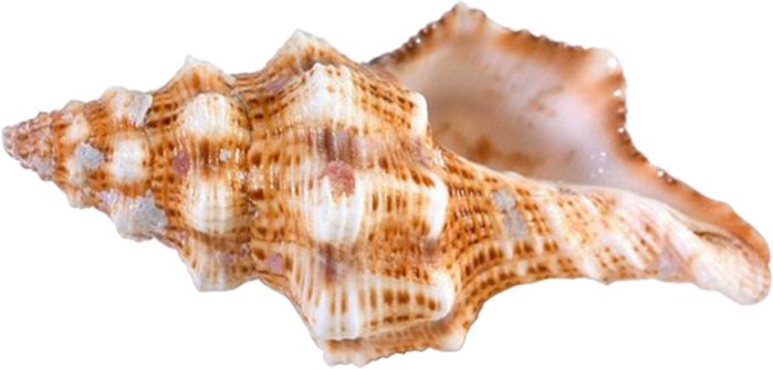 Conch PNG     图片编号:18221