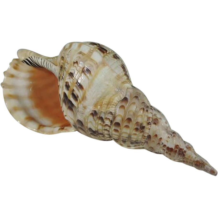 Conch PNG     图片编号:18232