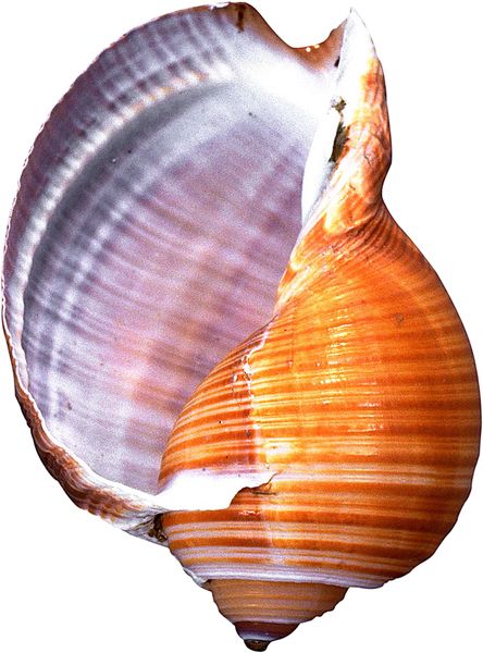 Conch PNG     图片编号:18233