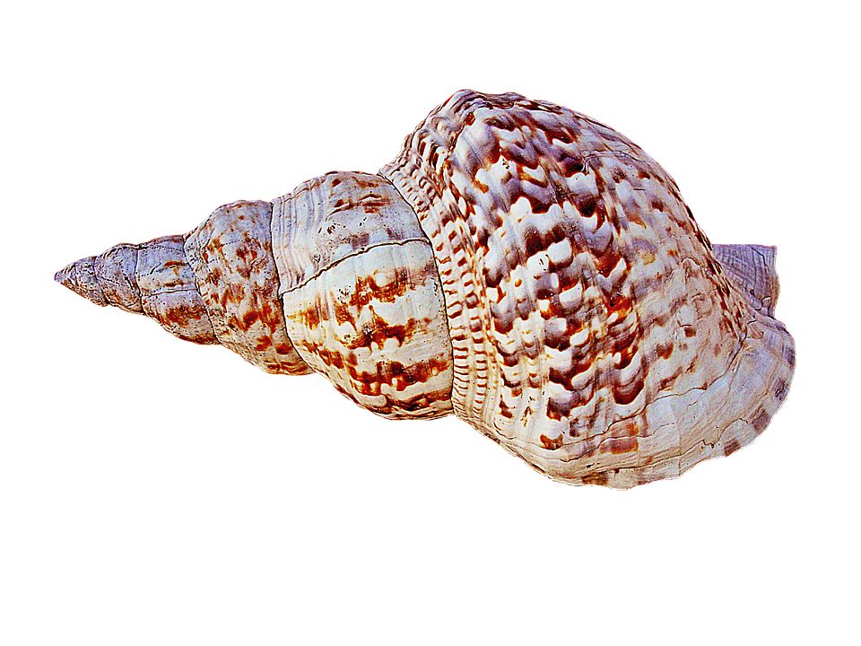 Conch PNG     图片编号:18236