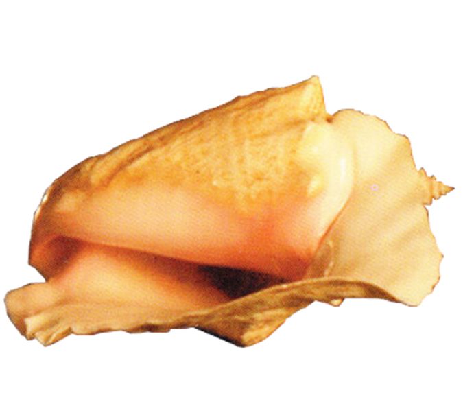 Conch PNG     图片编号:18245