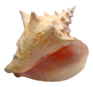 Conch PNG     图片编号:18249