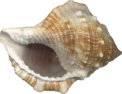 Conch PNG     图片编号:18252