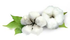 Cotton PNG     图片编号:43241