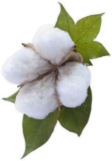 Cotton PNG     图片编号:43232