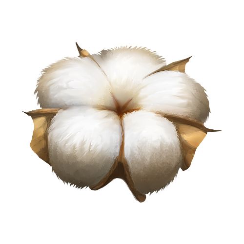 Cotton PNG     图片编号:43236