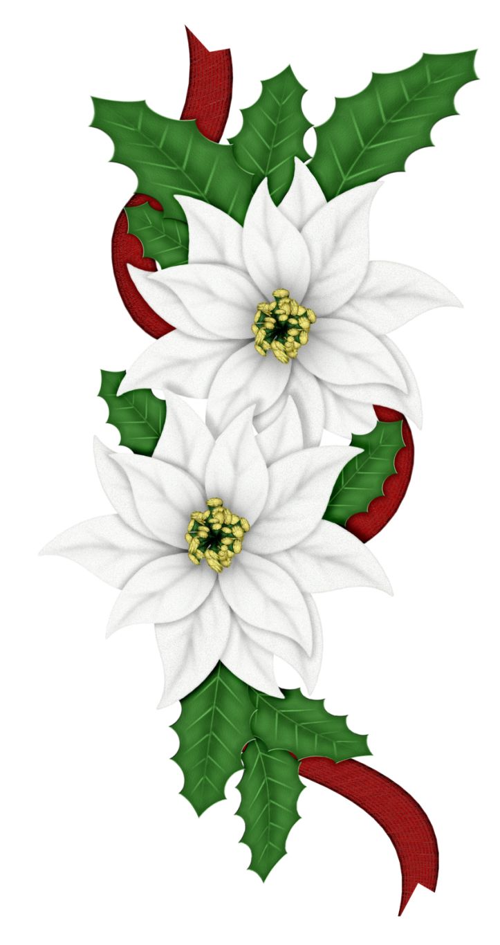 Edelweiss PNG     图片编号:66300