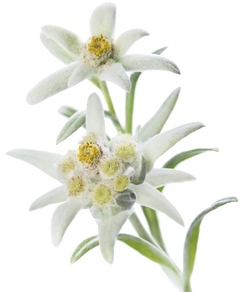 Edelweiss PNG     图片编号:66301
