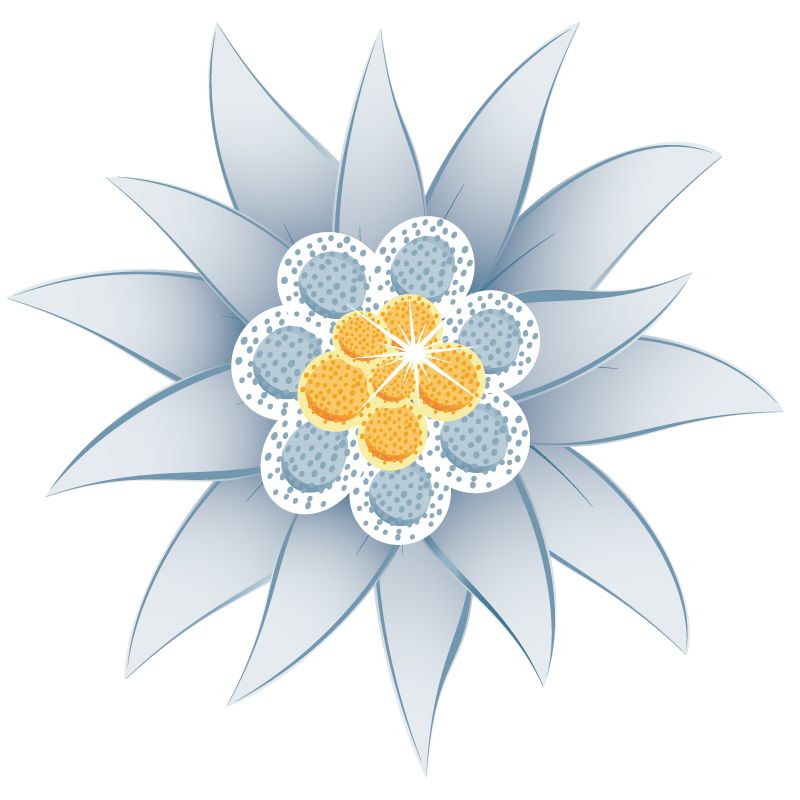 Edelweiss PNG     图片编号:66303