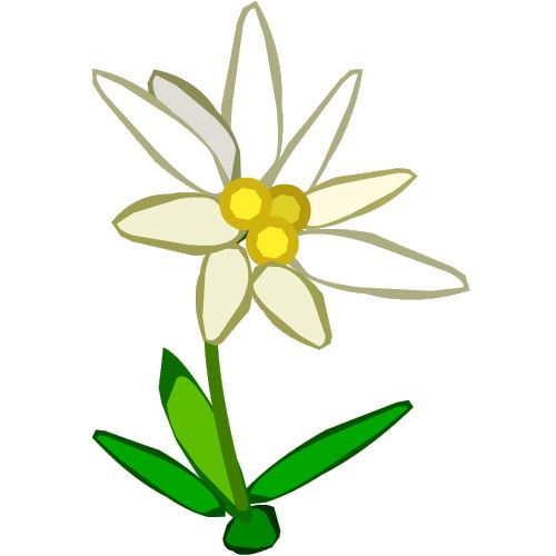 Edelweiss PNG     图片编号:66304