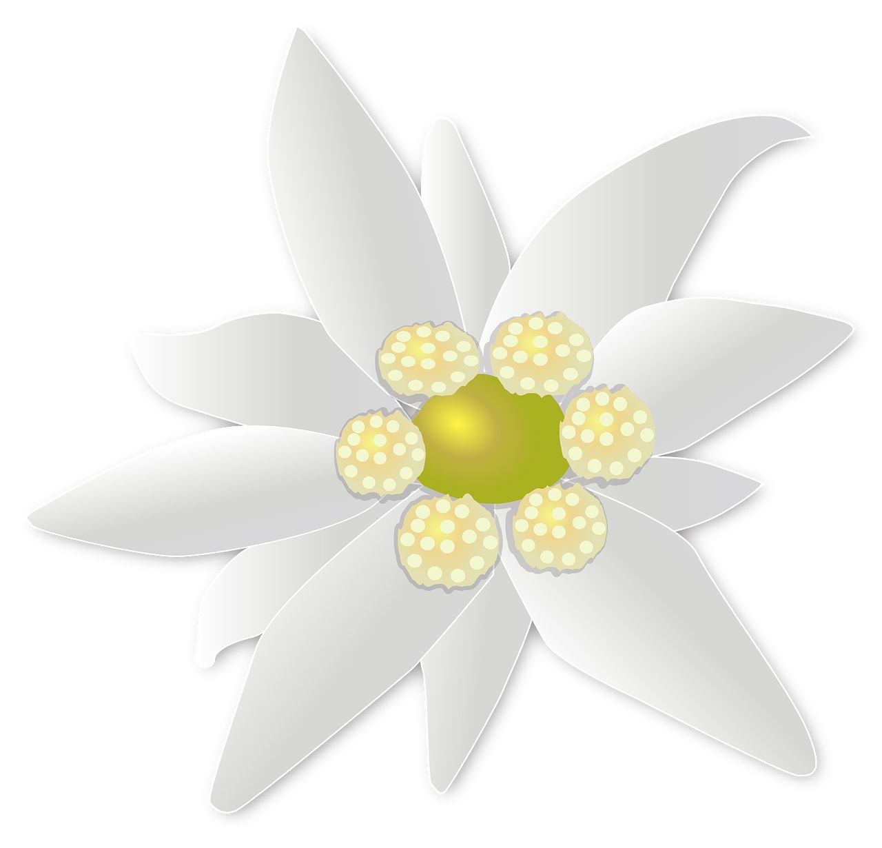 Edelweiss PNG     图片编号:66307