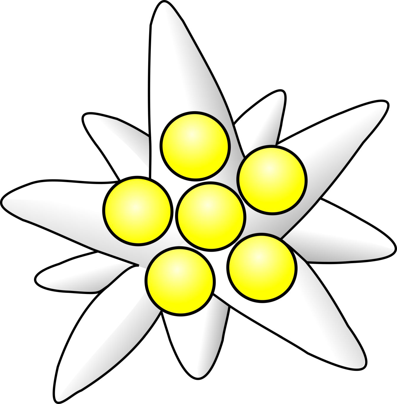 Edelweiss PNG     图片编号:66309