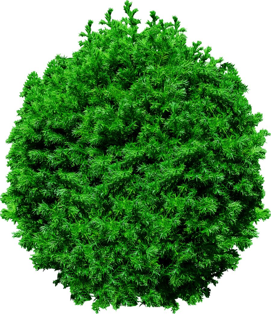 Fir-tree PNG image     图片编号:2469