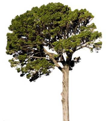 Fir-tree PNG image     图片编号:2478