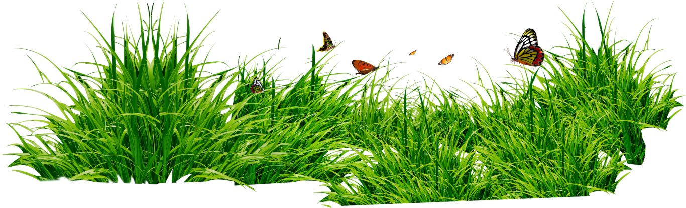 grass png image, green grass PNG picture     图片编号:10852