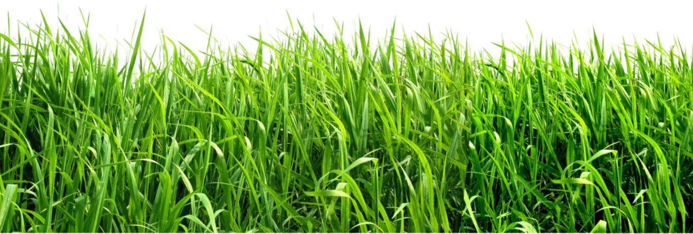 grass png image, green grass PNG picture     图片编号:10859