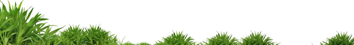grass png image, green grass PNG picture     图片编号:10861