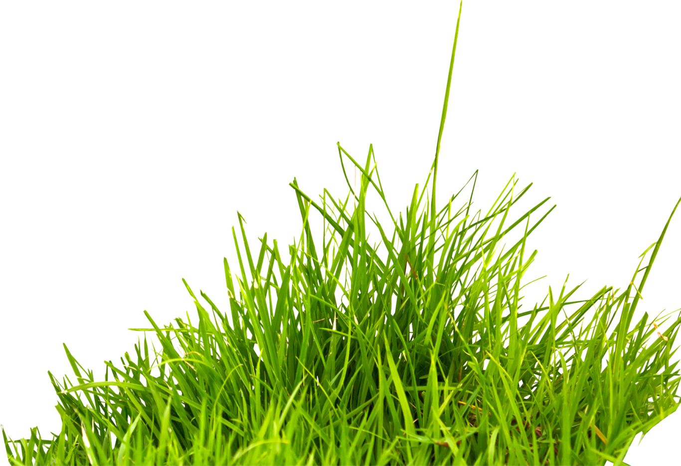 grass png image, green grass PNG picture     图片编号:10863