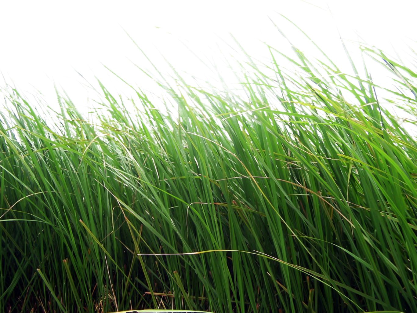 grass png image, green grass PNG picture     图片编号:10864