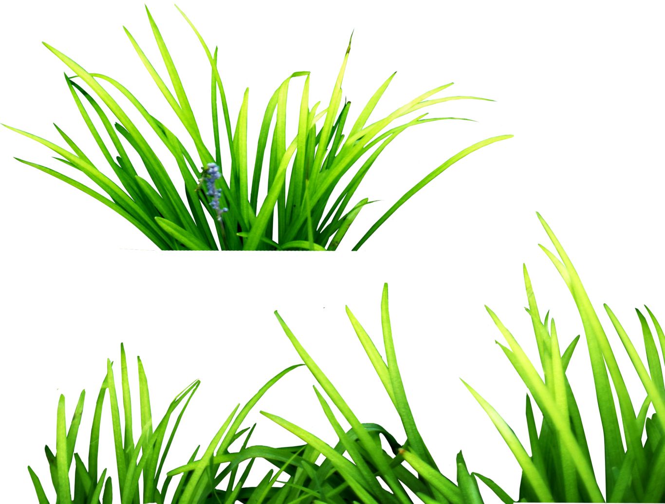 grass png image, green grass PNG picture     图片编号:10866