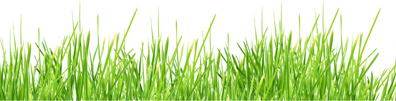 grass png image, green picture     图片编号:385
