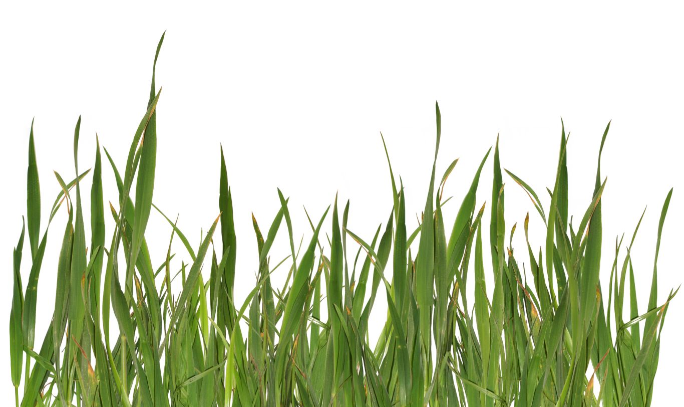 grass png image, green picture     图片编号:395