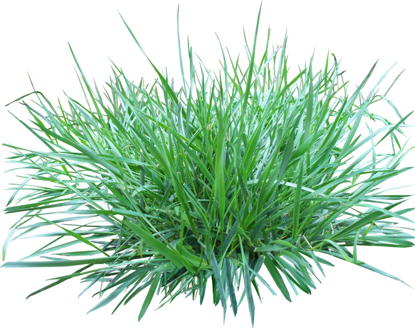 grass png image, green picture     图片编号:404