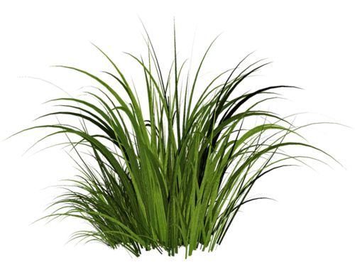 grass png image, green picture     图片编号:405