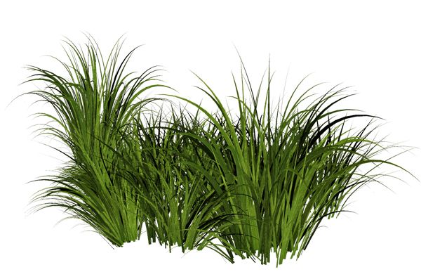 grass png image, green grass PNG picture     图片编号:4921