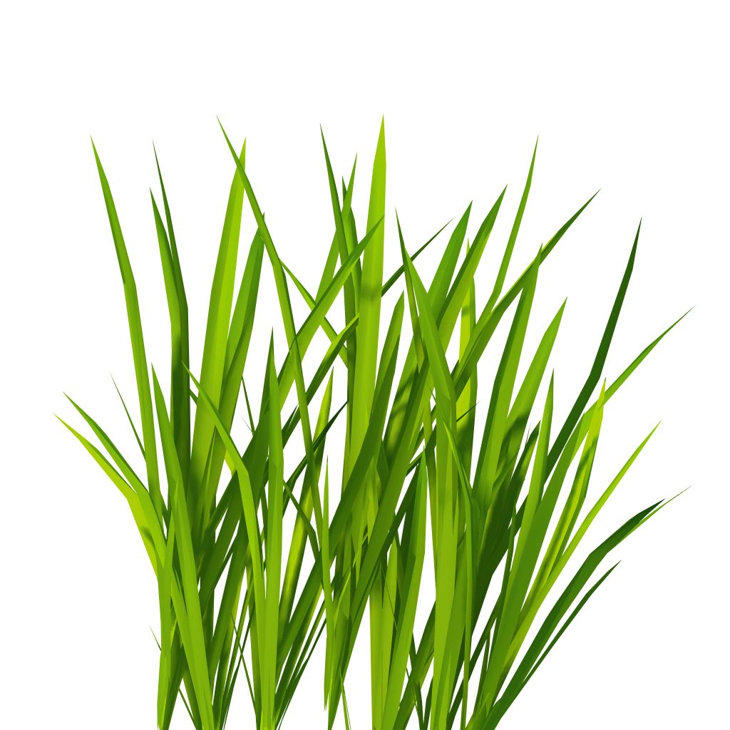 grass png image, green grass PNG picture     图片编号:4922