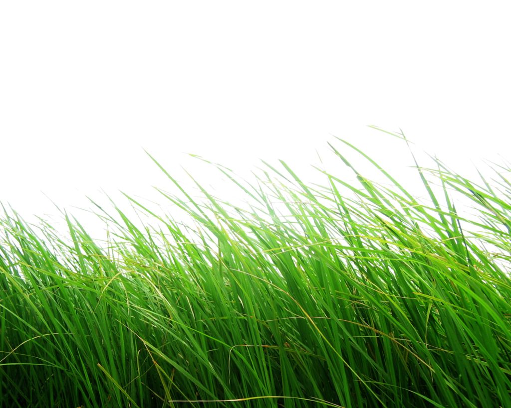 grass png image, green grass PNG picture     图片编号:4930