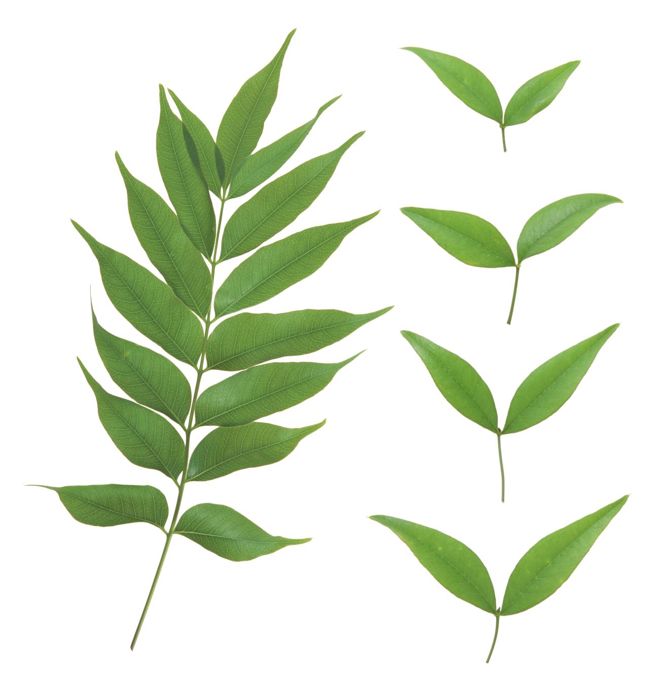 Green leaf PNG     图片编号:3614