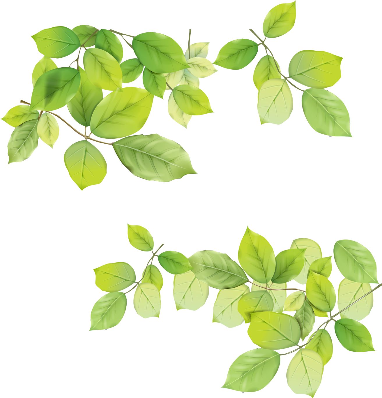 Green leaf PNG     图片编号:3615