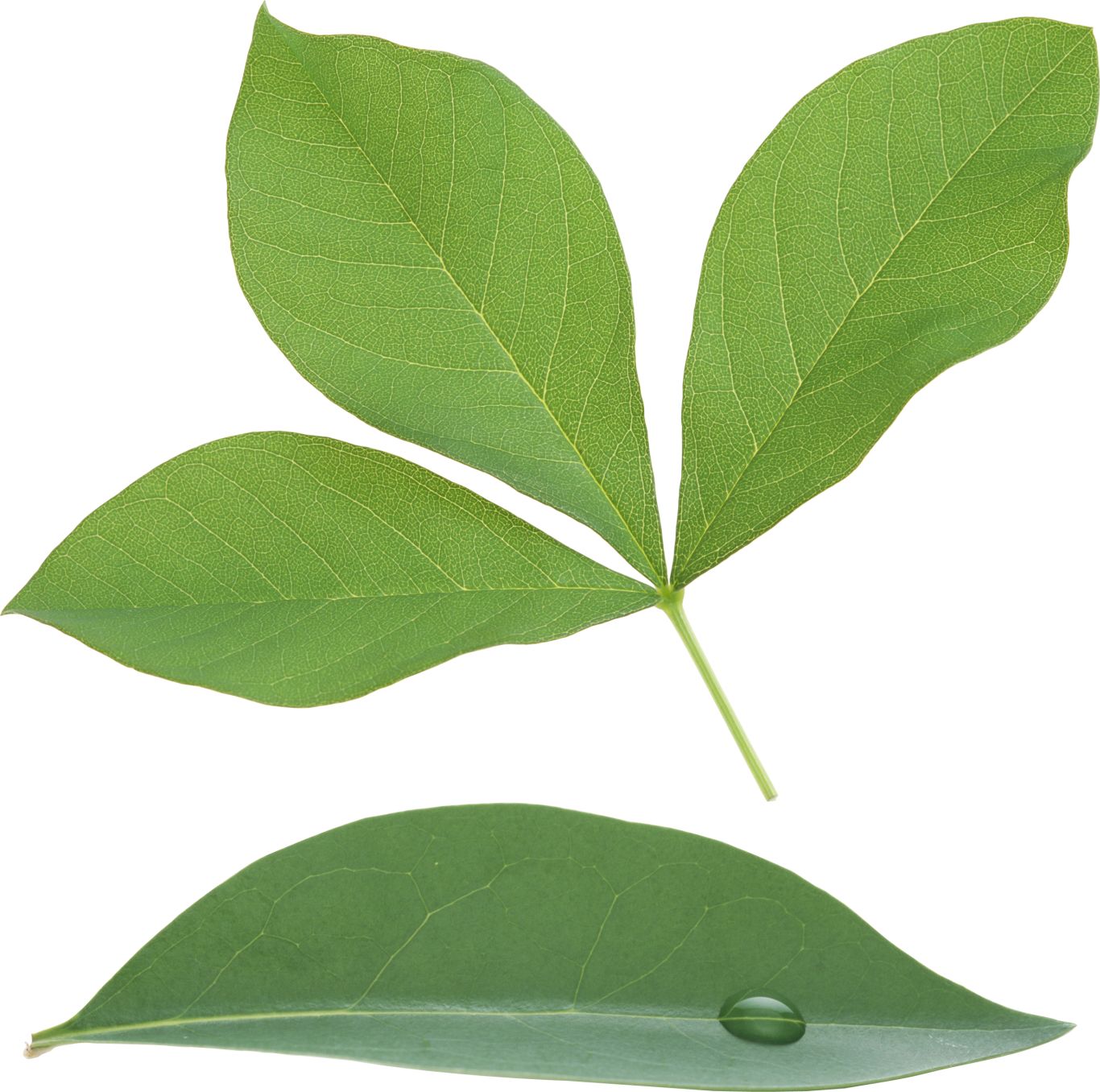 Green leaf PNG     图片编号:3616