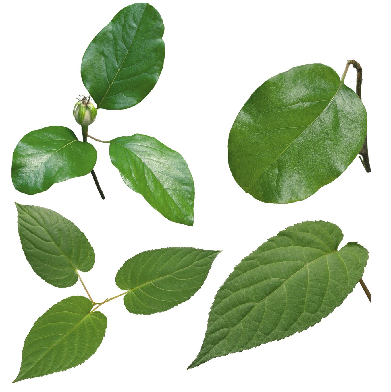 Green leaf PNG     图片编号:3617