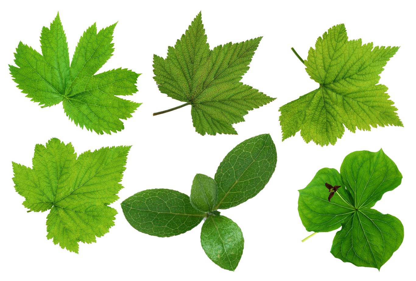 Green leaves picture PNG     图片编号:3618