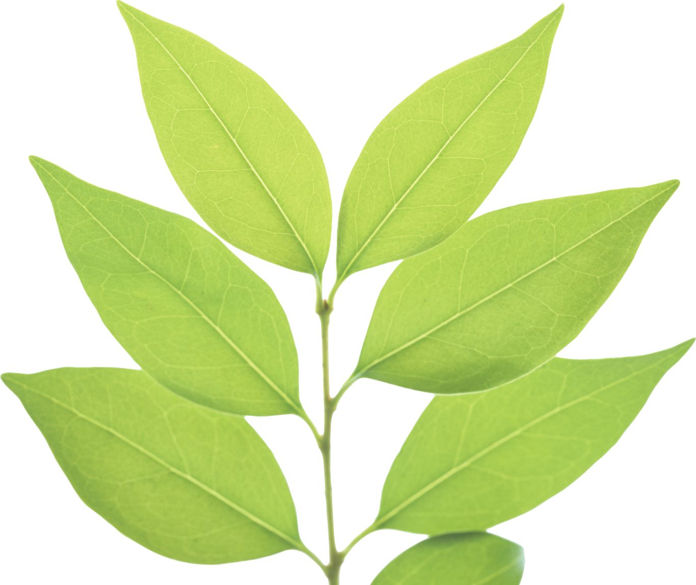 Green leaf PNG     图片编号:3619