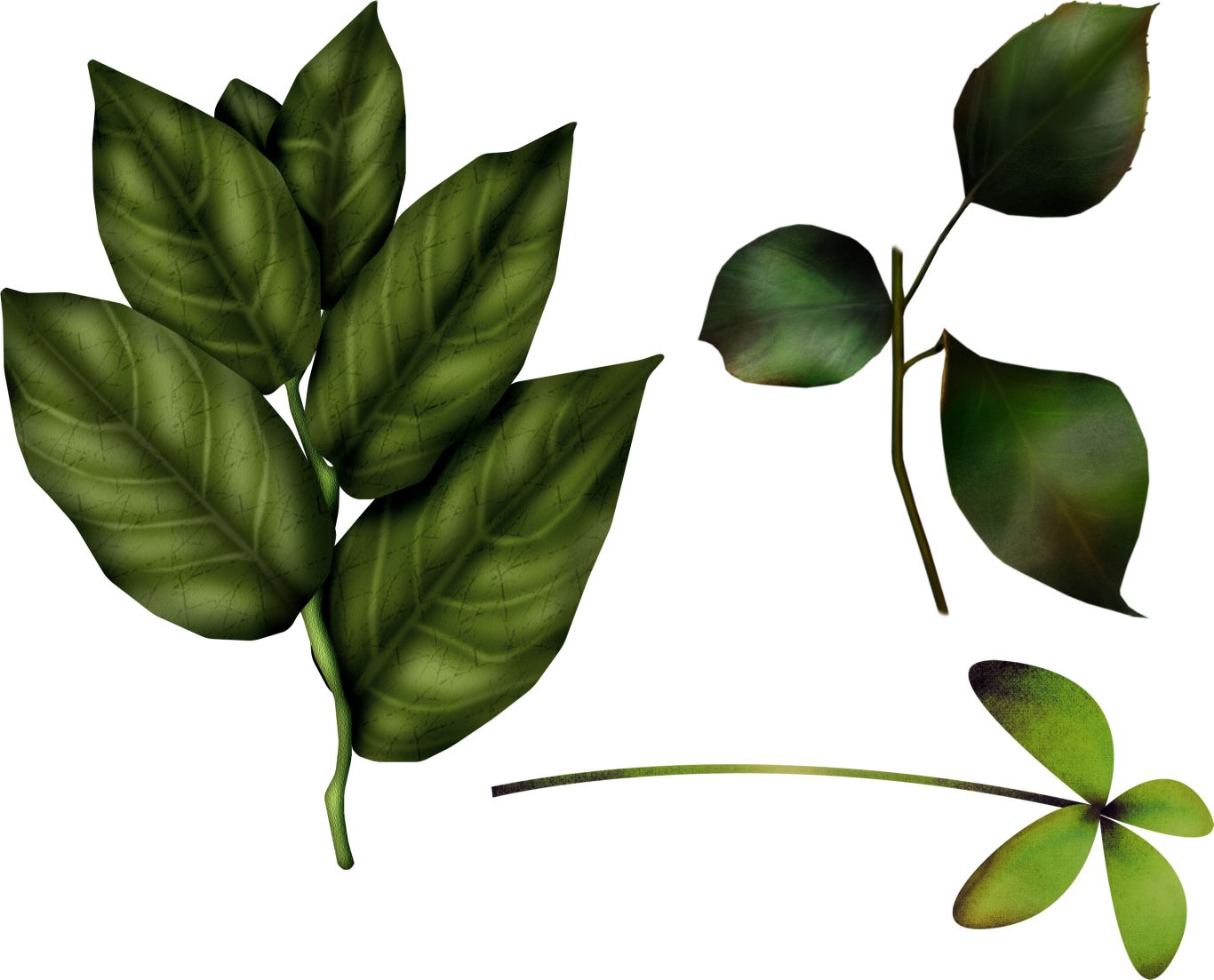 Green leaf PNG     图片编号:3620
