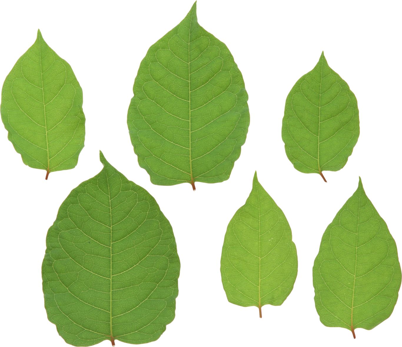 Green leaf PNG     图片编号:3621