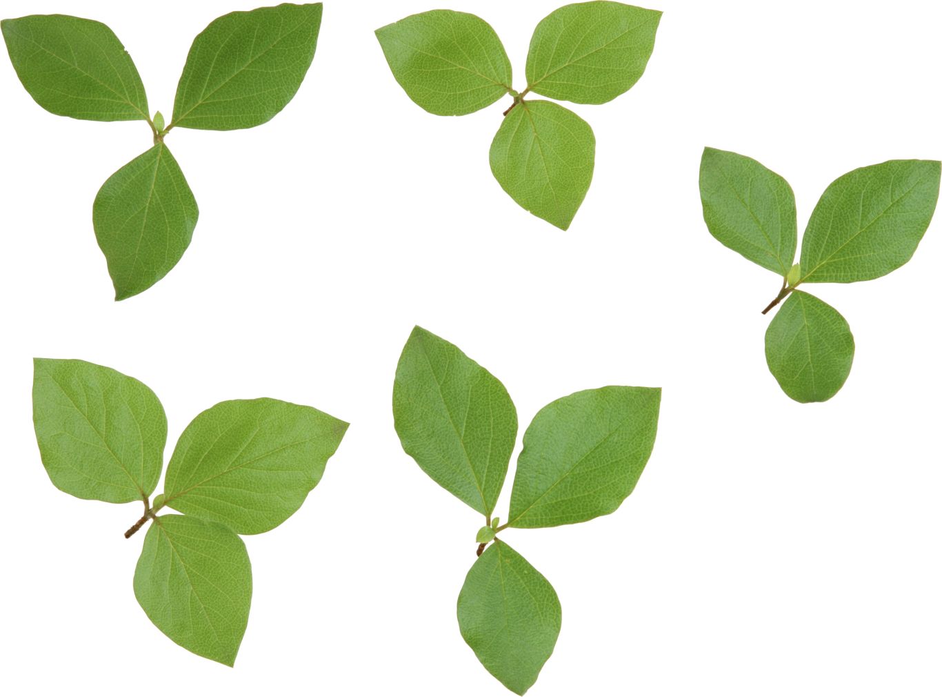 Green leaf PNG     图片编号:3622