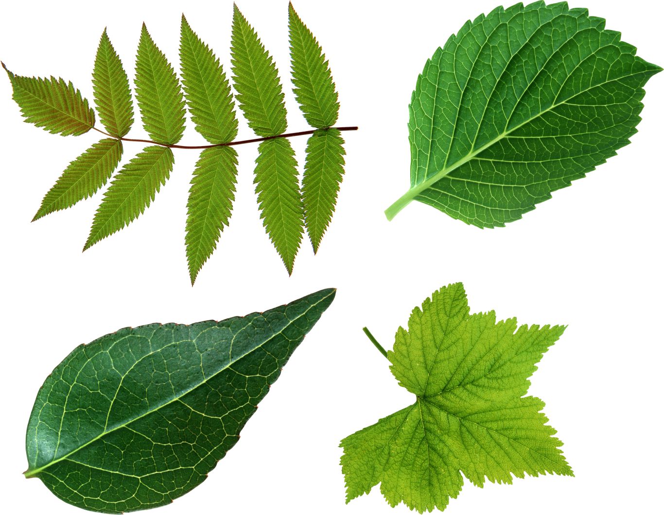 Green leaf PNG     图片编号:3623