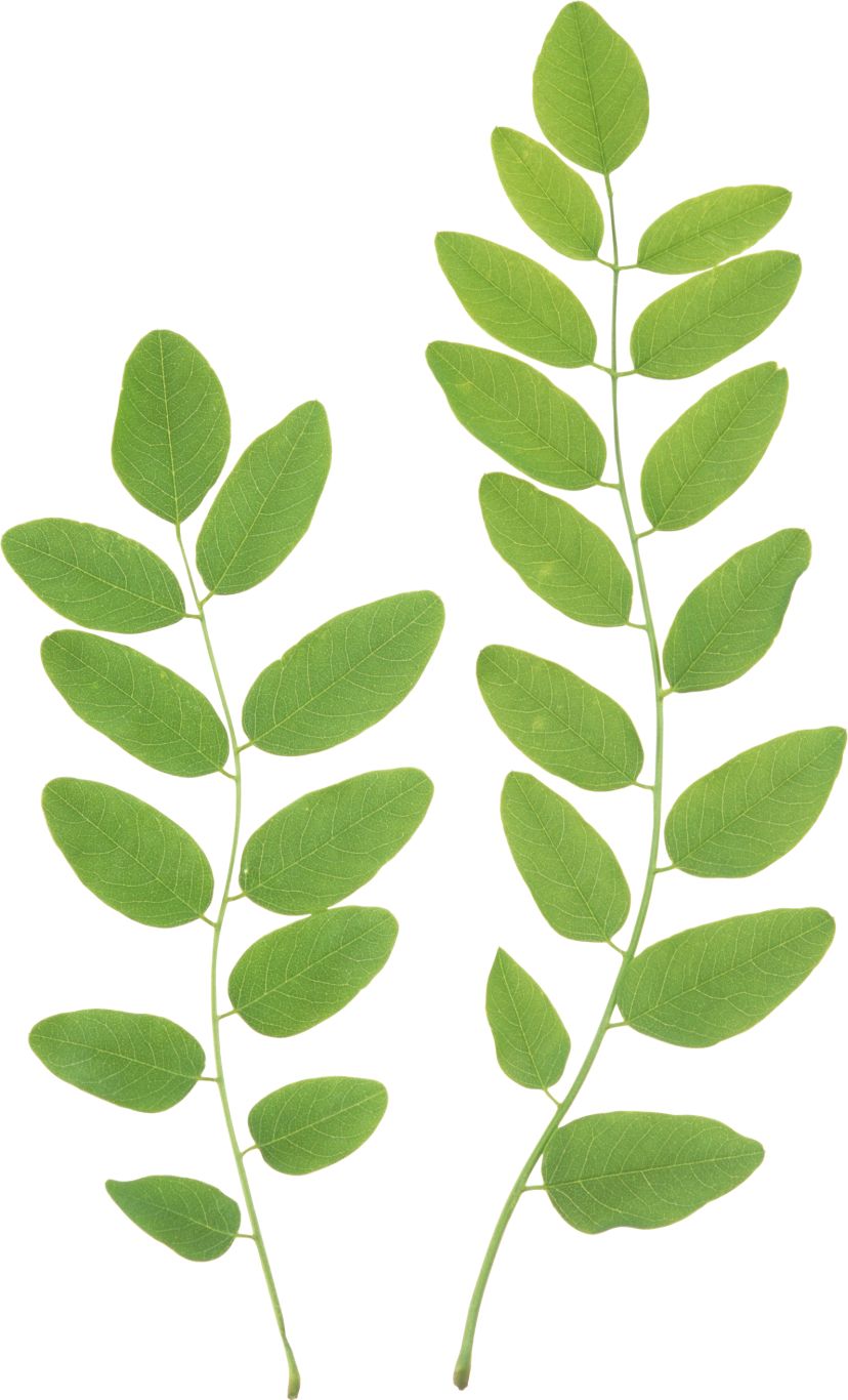 Green leaf PNG     图片编号:3624